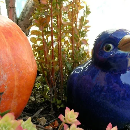 Garni Rosa Delle Alpi Hotel Gordola